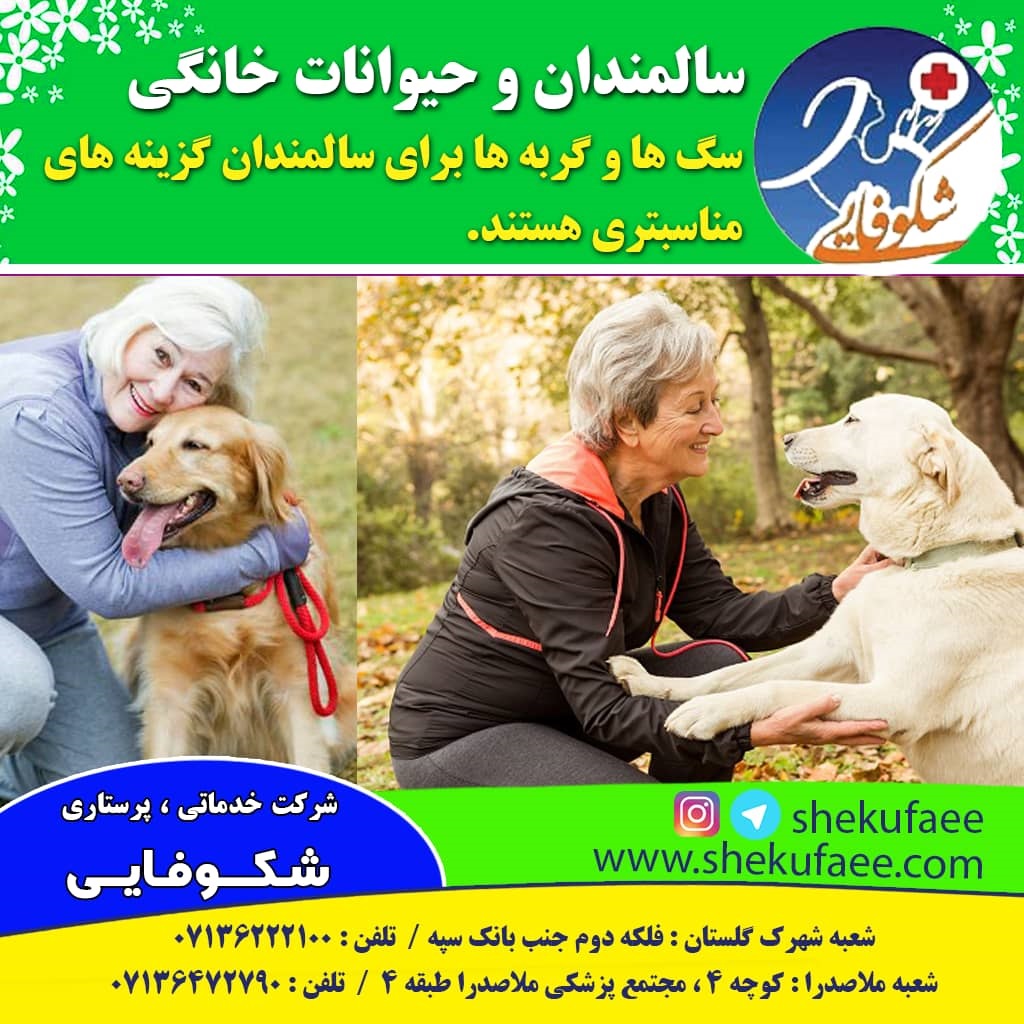 سالمندان و حبوانات خانگی -سگ ها و گربه بیشتر مناسب هستند-شرکت خدماتی پرستاری شکوفایی-پرستار سالمند در منزل