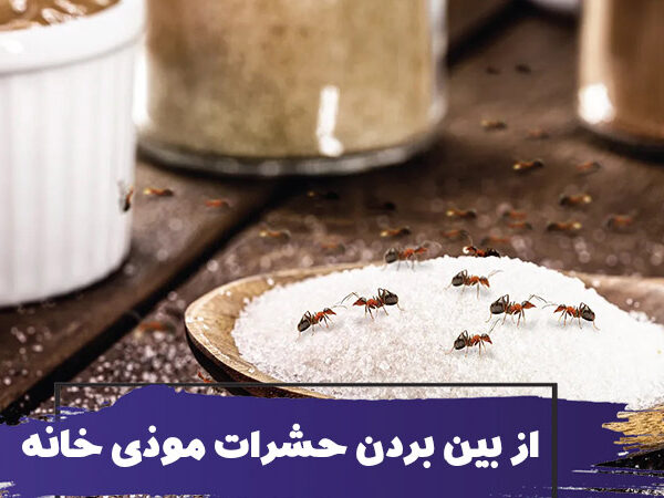 نحوه نظافت منزل: روش های از بین بردن حشرات موذی خانه 1 Natural Ways to Get Rid of Insects in Your Home 600x450