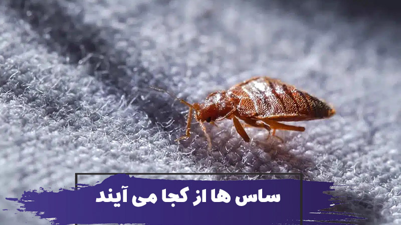 where do bed bugs come from 1