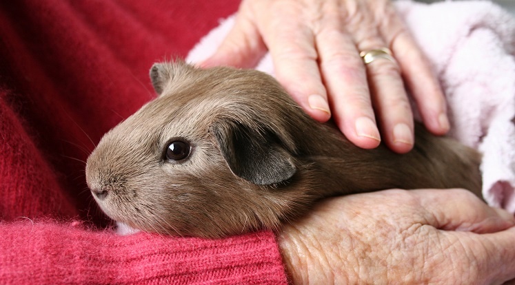 نحوه انتخاب حیوان خانگی مناسب سالمندان 2 نحوه انتخاب حیوان خانگی مناسب سالمندان