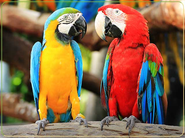 نحوه انتخاب حیوان خانگی مناسب سالمندان 3 نحوه انتخاب حیوان خانگی مناسب سالمندان