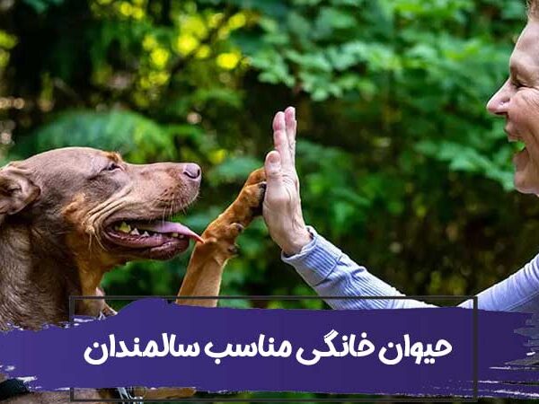 نحوه انتخاب حیوان خانگی مناسب سالمندان 1 نحوه انتخاب حیوان خانگی مناسب سالمندان