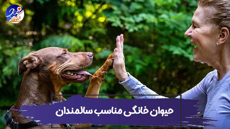 نحوه انتخاب حیوان خانگی مناسب سالمندان 1 نحوه انتخاب حیوان خانگی مناسب سالمندان